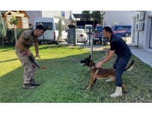 13 aylık bir sokak köpeği jandarmanın hassas burunlarından olacak