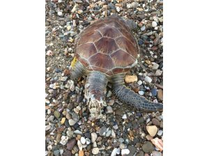 Alanya sahilinde ölü caretta caretta bulundu