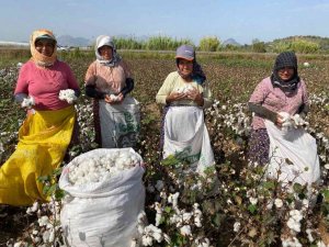 Antalya’da kadın işçilerin zorlu pamuk hasadı mesaisi