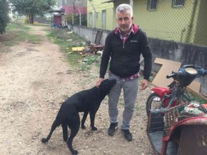 Sürücü köpeğin üzerinden geçti: O anlar kamerada