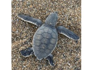 Gazipaşa’da caretta caretta yavruları yumurtadan çıkıp denizle buluştu