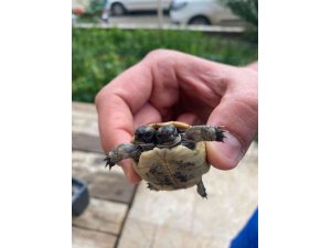 Antalya’da çift başlı kaplumbağaya özel bakım