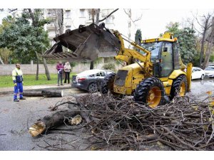 Devrilen ağaç lüks otomobili hurdaya çevirdi