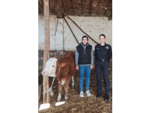 Isparta’da kaybolan hediyelik düveyi polis buldu