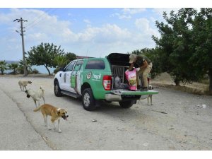 Adana’da 132 yasaklı ırk köpeğe el konuldu