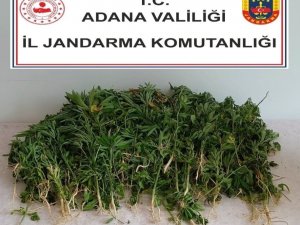 Adana’da 106 Kök Kenevir Bitkisi Ele Geçirildi