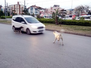 Sokak köpekleri korku salıyor