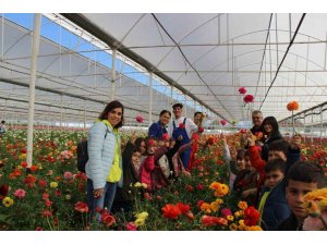 Aksu’da Anaokulu Öğrencileri Çiçek Hasadında