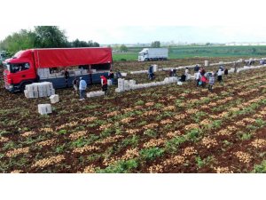 Turfanda Patates Hasadı Başladı, Bu Yıl Verim Yüksek