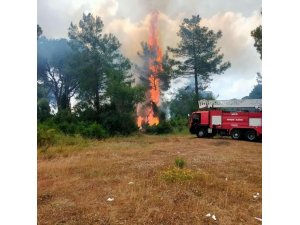 Antalya’da Çıkan Orman Yangını Büyümeden Kontrol Altına Alındı