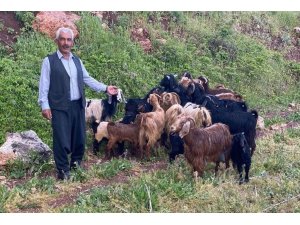 Kaybolan Küçükbaş Sürüsünü Jandarma Ekipleri Buldu