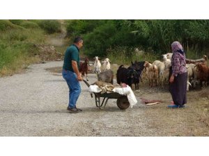 Başıboş Pitbullar Koyun Ağılına Saldırdı