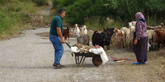 Başıboş Pitbullar Koyun Ağılına Saldırdı