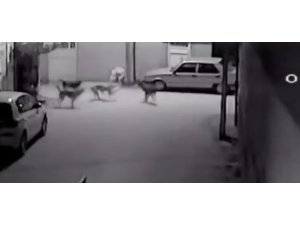 Sokak Köpeklerinin Kediyi Parçalama Anı Saniye Saniye Görüntülendi
