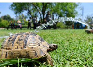 Site Bahçesine Giren Kaplumbağa Ekipleri Alarma Geçirdi