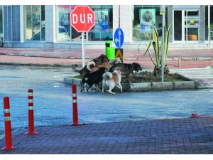 Gazipaşa’da Vatandaşlar Başıboş Köpeklerden Şikayetçi