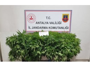 Antalya’da 248 Kök Kenevir Bitkisinin Ve 33 Gram Kubar Esrar Maddesi Ele Geçirildi