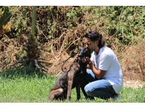 Türkiye’de Nadir Bulunup Barınaktan Kaçan Dutch Shepherd Cinsi Köpek İçin Seferber Oldular