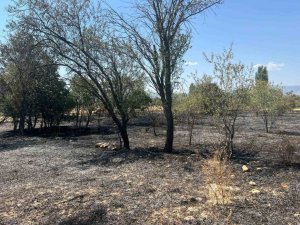 Burdur’da 100 Adet Meyve Ağacı Ve 50 Dönüm Arazi Yandı