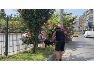 Kara Yoluna Çıkan Köpek Trafiği Birbirine Kattı, Sürücüleri Peşinden Koşturdu