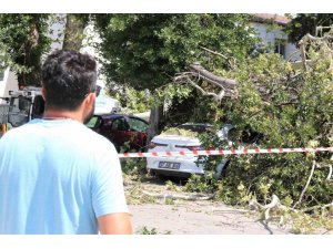 Asırlık Çınar Ağacının Kırılan Dalı 5 Araçta Hasara Yol Açtı