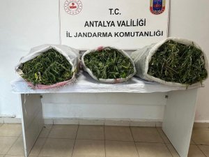 19 Kilo 745 Gram Skunk Maddesi Ele Geçirildi