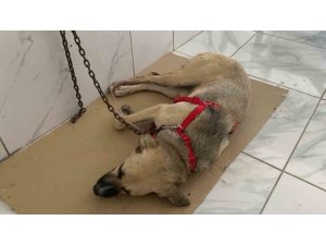 Yaralı Halde Bulunan Sokak Köpeğinin Röntgen Görüntüsü Şoke Etti