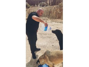 Otomobilindeki 5 Litre Suyu Köpeklere Elleriyle İçirdi, Duygusal Anlar Yaşandı
