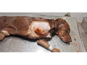 Ayağı Kapana Sıkışan Köpek Tedavi Edildi