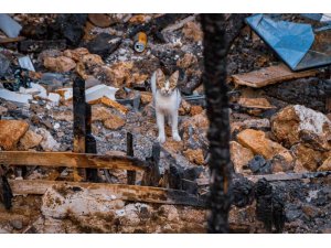 Yangında 6 Yavrusunu Kaybedip Günlerce Enkazdan Ayrılmayan Kedi, Annesiz Kalan Yavruyu Sahiplendi
