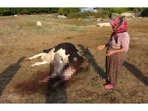 100 Bin Lira Değerindeki Holstein Cinsi İnek Köpekler Tarafından Telef Edildi