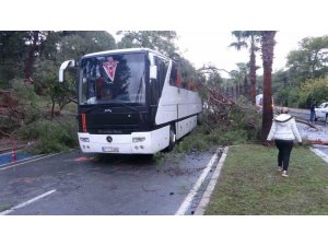 Servis Otobüsünün Üzerine Çam Ağacı Devrildi: 7 Yaralı