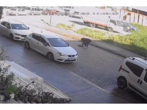 Otomobilin Çarpıp Kaçtığı Kedi, Sahibinin Kucağında Öldü