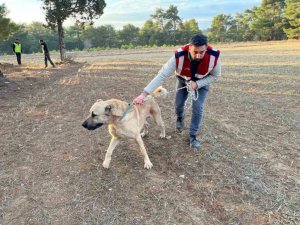 Burdur’da köpek dövüşü yaptıranlara yönelik operasyon görüntüleri ortaya çıktı