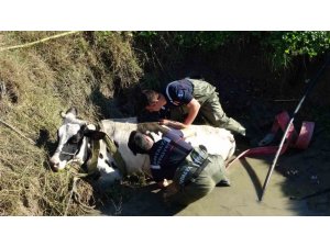 Antalya’da sulama kuyusuna düşen inek seferberliği