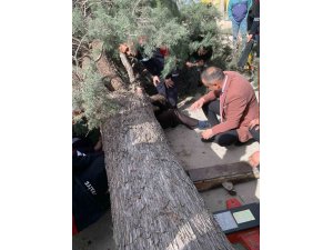 Burdur’da üzerine ağaç devrilen belediye başkan adayı ve oğlu ağır yaralandı