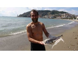Alanya’da denize girmek isteyen vatandaşa balon balığı sürprizi
