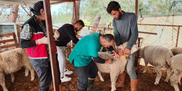 Antalya’nın veteriner hekimleri İlçelerde aşılama ve küpeleme yapıyor