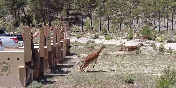 Alageyikler yeniden eski yaşam alanlarında çok mutlu