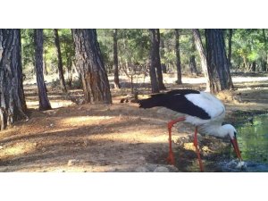 Leyleğin hijyenik beslenmesi fotokapanla görüntülendi