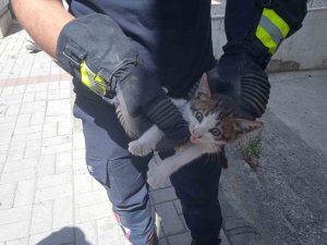 Alanya’da motosikletin içine sıkışan kedi 15 dakikalık çalışmayla kurtarıldı