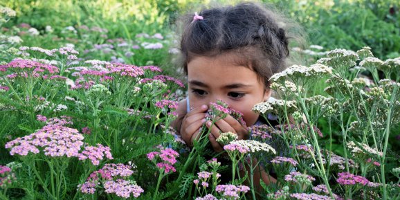 Elmalı’da sözleşmeli üretimle tıbbi ve aromatik bitki yetiştiriciliği başlıyor