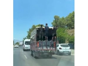 Antalya’da kamyonet kasasında tehlikeli yolculuk kamerada