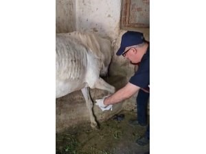 Ayağına çivi batan atın yardıma veteriner hekimler koştu
