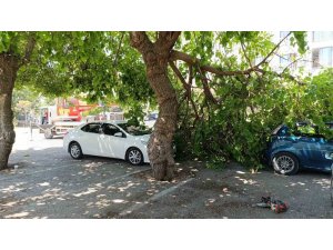 Dut ağacının kırılan dalı otomobillerin üzerine düştü