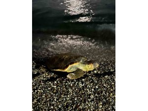 Konyaaltı sahilinde caretta caretta şaşkınlığı