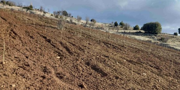 Yaylalarda su sıkıntısı başladı, ağaçlar tankerlerle sulanıyor