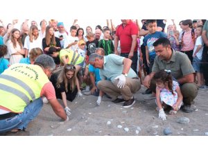 Kemer’de son 30 yılın yavrulu caretta caretta rekoru bekleniyor