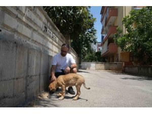 Sokak köpeğine şiddete şahit oldu, üzerine kayıtlı olmadığı için şikayetçi olamadı