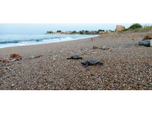 Manavgat’ta caretta caretta koruma çalışmaları sürüyor